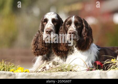 English Springer Spaniel. Two males (right 9 month old, left 7 years old) lying next to each other. Germany Stock Photo