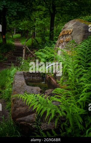 Wolf dog  drinks water from forest fountain Stock Photo