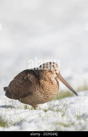 Eurasian Woodcock (Scolopax rusticola). Adult standing in snow. Schleswig-Holstein, Germany Stock Photo