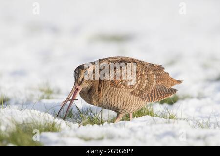 Eurasian Woodcock (Scolopax rusticola). Adult eating a worm. Schleswig-Holstein, Germany Stock Photo