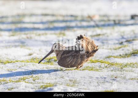 Eurasian Woodcock (Scolopax rusticola). Adult displaying in snow. Schleswig-Holstein, Germany Stock Photo