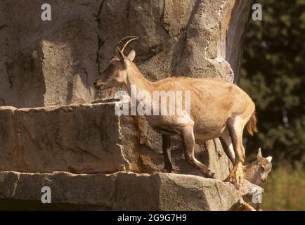 Alpine ibex Juvenile and female on a cliff Stock Photo