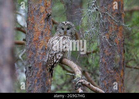 Ural Owl (Strix uralensis). Adult on a pine branch. Sweden Stock Photo