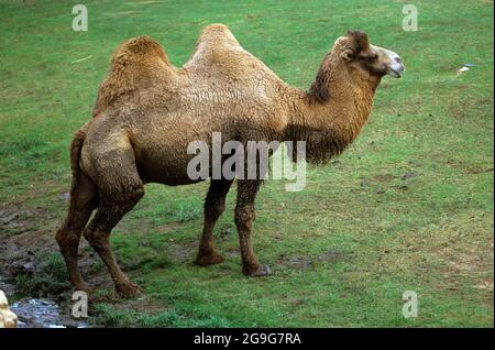 The Bactrian camel (Camelus bactrianus), also known as the Mongolian camel or domestic Bactrian camel, is a large even-toed ungulate native to the ste Stock Photo