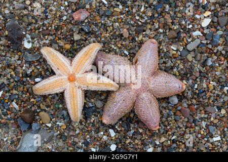 Common Starfish, Common European Seastar (Asterias rubens). Dead starfishes on a beach, top and bottom. Schleswig-Holstein, Germany Stock Photo