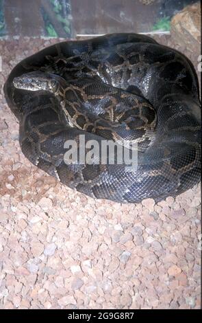 Python snake eating large prey Stock Photo - Alamy