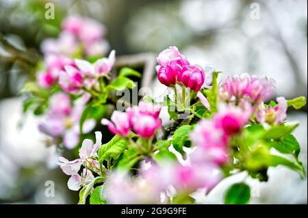 Blossoming branch of a Japanese wild apple Stock Photo