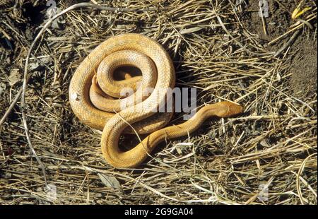 The corn snake (Pantherophis guttatus) is a North American species of rat snake that subdues its small prey by constriction. It is found throughout th Stock Photo