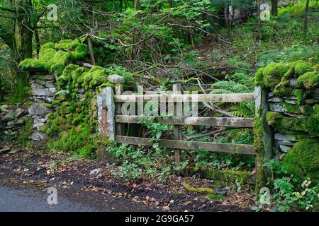 Overgrown old gateway covered in moss and greenery in the Lake District, Cumbria, England, UK Stock Photo