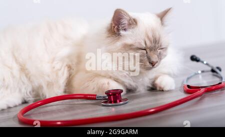 Beautiful white sacred cat of burma lying on table with stethoscope Stock Photo