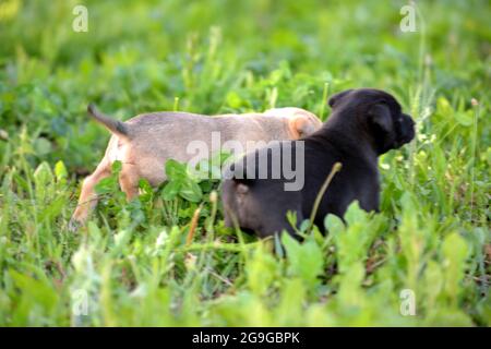 Cute mixed breed Puppy ,staffy Stock Photo - Alamy
