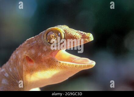 Ptyodactylus is a genus of which are commonly known as fan-fingered geckos. closeup of the head Stock Photo