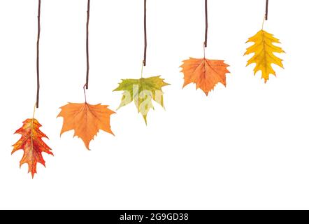 Several leaves hanging on tree branch Stock Photo