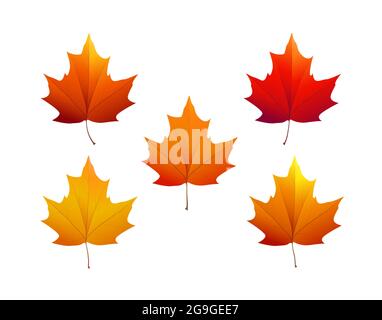 Autumn maple leaves of various colors. Vector illustration. Stock Vector