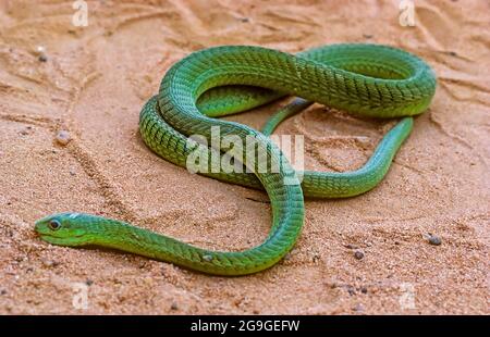 The western green mamba (Dendroaspis viridis) is a long, thin, and highly venomous snake of the mamba genus, Dendroaspis. This species was first descr Stock Photo