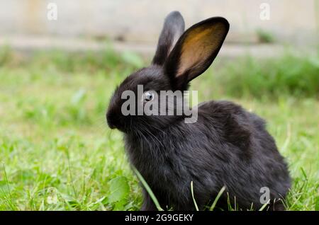 Little cute black rabbit is sitting on the green grass. Home rabbit breeding, selective focus Stock Photo