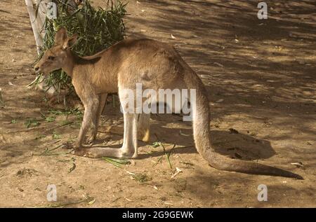 The eastern grey kangaroo (Macropus giganteus) is a marsupial found in the eastern third of Australia, with a population of several million. It is als Stock Photo