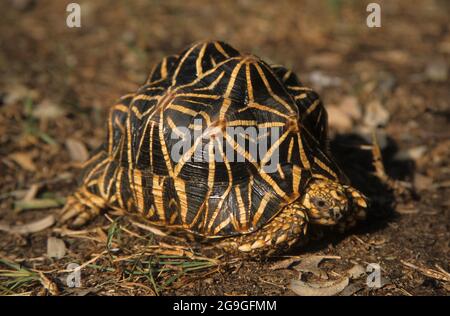 Indian star tortoise (Geochelone elegans). This species of tortoise is found in dry areas and scrub forest of India and Sri Lanka. Stock Photo