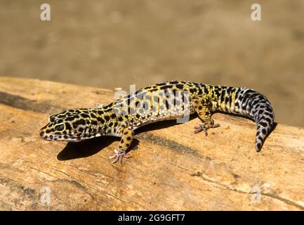 The common leopard gecko (Eublepharis macularius) The leopard gecko is a ground-dwelling lizard found in the deserts and arid grasslands of Iran, Afgh Stock Photo