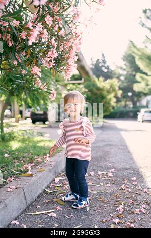 Little girl stands on the asphalt near a blooming pink bush Stock Photo