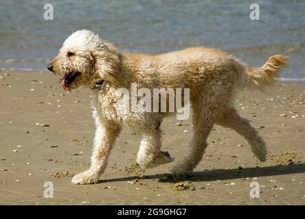 Medium poodle on the beach Stock Photo
