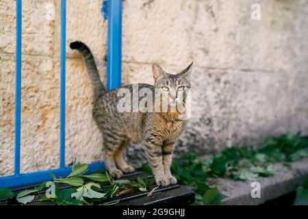 Tabby cat sits on a bench near a stone wall Stock Photo