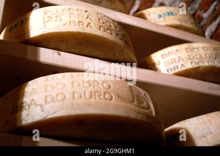 Turin, Piedmont, Italy -10 22 2010- The food fair Salone del Gusto. Bra seasoned cheese. Stock Photo