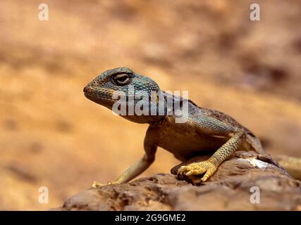 Sinai agama (Pseudotrapelus sinaitus, formerly Agama sinaita) basking on a rock. Photographed in Israel in March Stock Photo