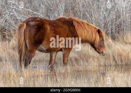 Wild Pony, Assateague National Seashore Stock Photo