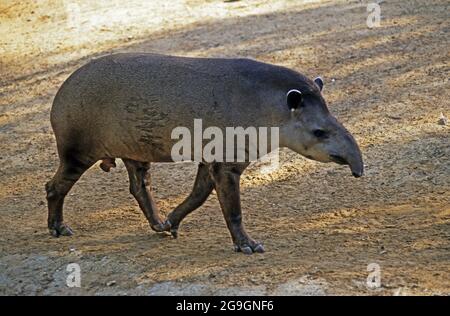 The tapir is a large, herbivorous mammal, similar in shape to a pig, with a short, prehensile nose trunk. Tapirs inhabit jungle and forest regions of Stock Photo