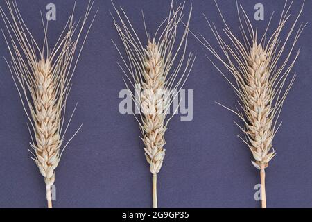 Vertical shot of three dried wheat ears spikiletes. Stock Photo