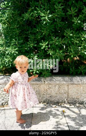 Little girl stands on a tile near a green magnolia bush Stock Photo