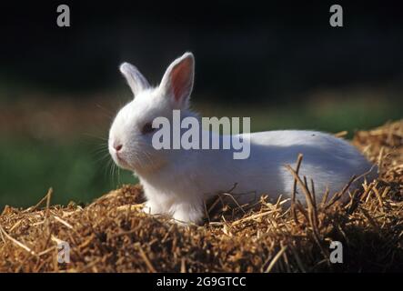domesticated European rabbit (Oryctolagus cuniculus), which has been extensively domesticated for food or as a pet. Stock Photo