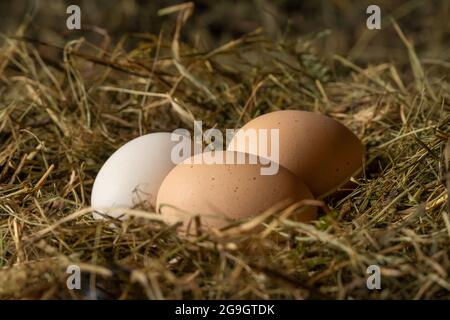 Close-up of three fresh chicken eggs in a straw nest. One white and two brown eggs in a chicken nest Stock Photo