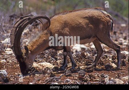 Wild Goat (Capra aegagrus). This species is believed to be the ancestor of the domestic goat Stock Photo