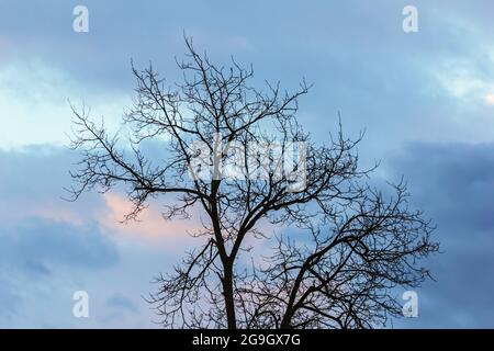 Real silhouette of leafless tree against deep blue-purple and pink sky Stock Photo