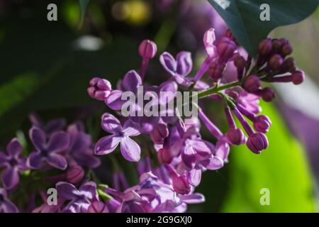 Pretty purple flowers lilac in rays of light for good mood Stock Photo