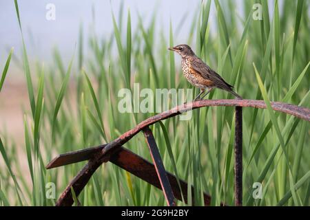A juvenile American Robin sits on a rusty old wheel at McLaughlin Bay Wildlife Reserve in Oshawa, Ontario. Stock Photo