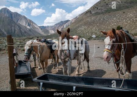 You can ride a horse at the pack station by Convict Lake in Mono County, CA, USA, which gives you wonderful views of the mountains. Stock Photo