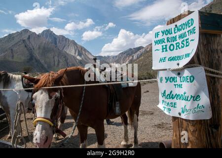 You can ride a horse at the pack station by Convict Lake in Mono County, CA, USA, which gives you wonderful views of the mountains. Stock Photo