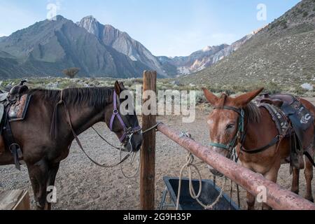 You can ride a horse at the pack station by Convict Lake in Mono County, CA, USA, which gives you wonderful views of the mountains. Stock Photo