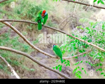 Selective focus shot of a blue-throated barbet perched on a branch Stock Photo