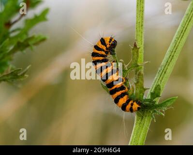 A distinctive black and yellow striped caterpillar of the Cinnabar moth (Tyria jacobaeae), feeding on Ragwort Stock Photo