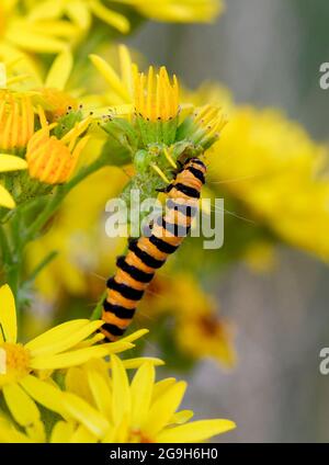 A distinctive black and yellow striped caterpillar of the Cinnabar moth (Tyria jacobaeae), feeding on Ragwort Stock Photo