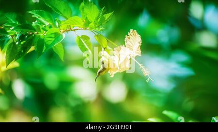 A little Olive-backed sunbird or yellow-bellied sunbird pollinating yellow Hawaiian hibiscus flower at sunrise. Focus on sunbird head. Stock Photo