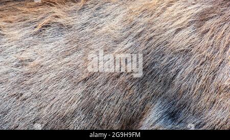 Close-up deer fur texture. Sambar deer skin pattern. Selective focus. Stock Photo