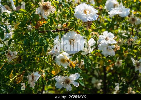 Beautiful Bush of White Roses in a Spring Garden Stock Photo