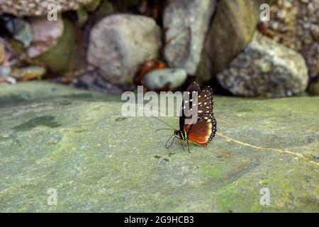 Black and Red Butterfly (Heliconius hecale) Resting on Rocks by the River Knows as Golden Heliconian, the Tiger, Hecale or Golden Longwing Stock Photo