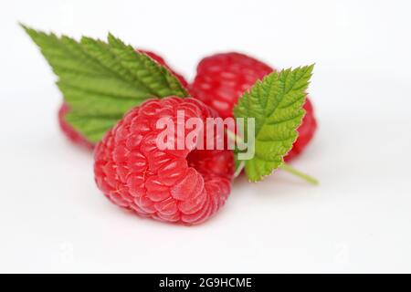 Ripe raspberries with green leaves on white background. Red juicy berries close up, summer crop Stock Photo