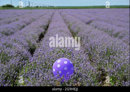 Beautiful Lavender Field in Summer Time and Violet Balloon Stock Photo